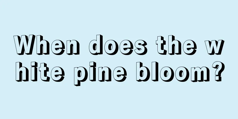 When does the white pine bloom?