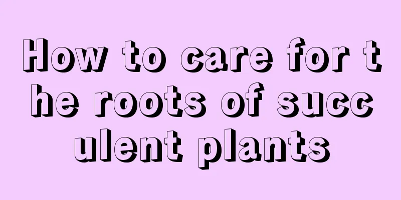 How to care for the roots of succulent plants