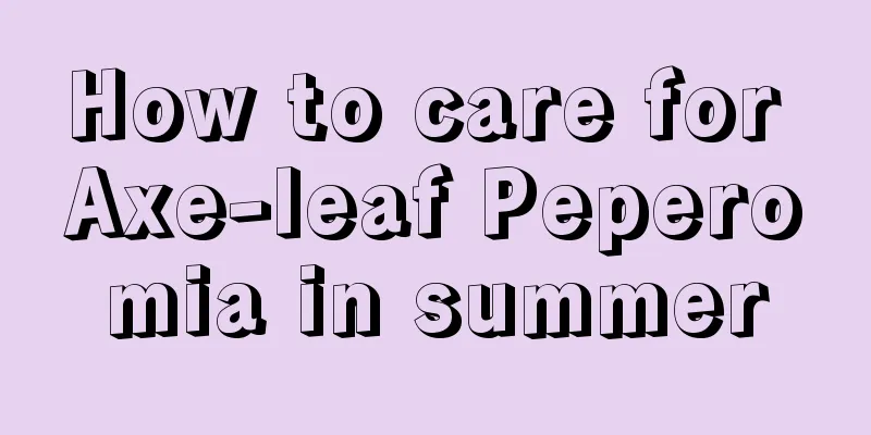 How to care for Axe-leaf Peperomia in summer