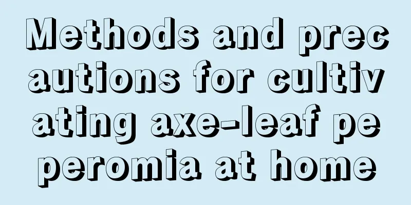 Methods and precautions for cultivating axe-leaf peperomia at home