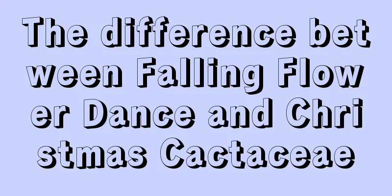 The difference between Falling Flower Dance and Christmas Cactaceae