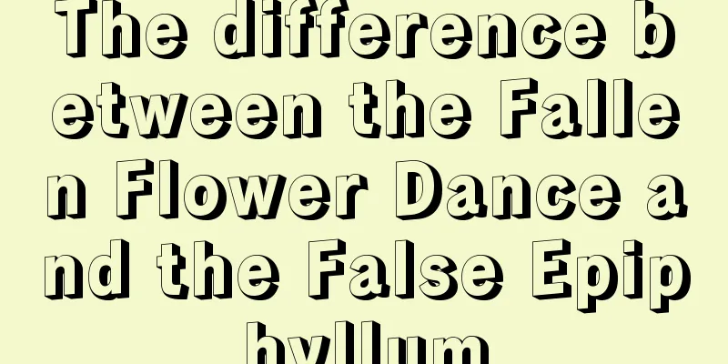 The difference between the Fallen Flower Dance and the False Epiphyllum