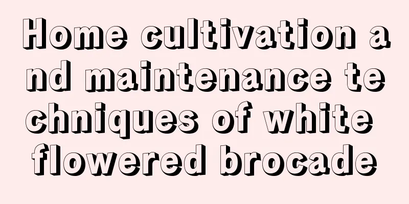 Home cultivation and maintenance techniques of white flowered brocade