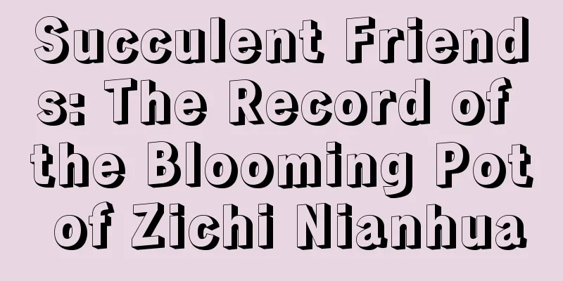 Succulent Friends: The Record of the Blooming Pot of Zichi Nianhua