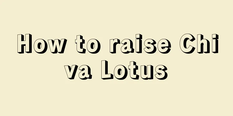 How to raise Chiva Lotus