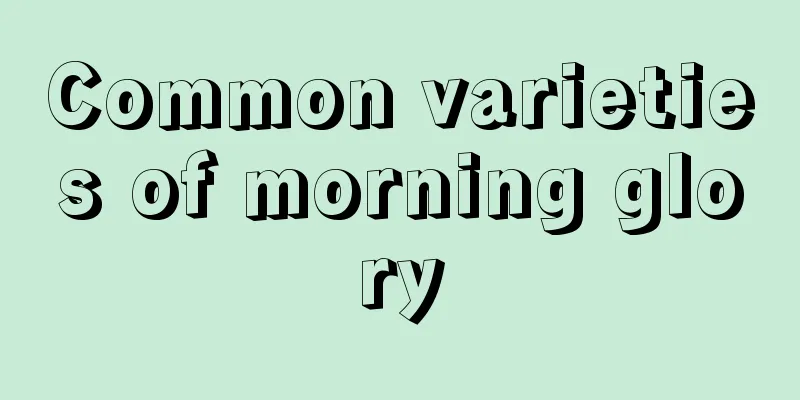 Common varieties of morning glory