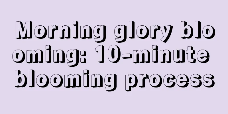 Morning glory blooming: 10-minute blooming process