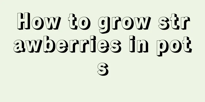 How to grow strawberries in pots