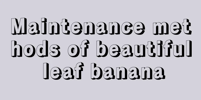 Maintenance methods of beautiful leaf banana