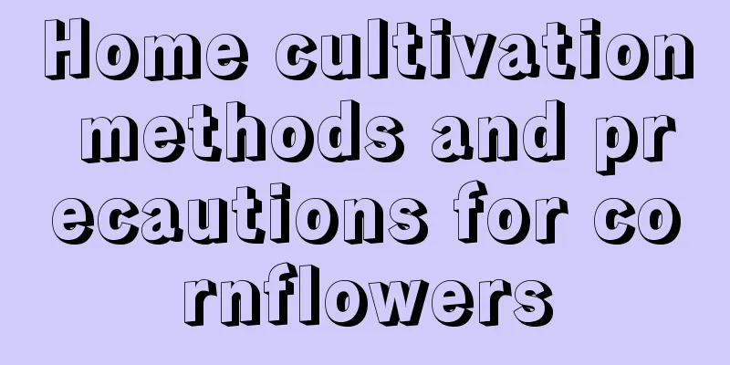 Home cultivation methods and precautions for cornflowers