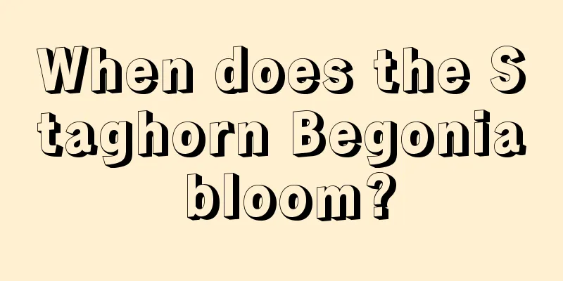 When does the Staghorn Begonia bloom?