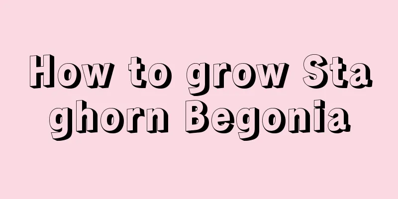 How to grow Staghorn Begonia