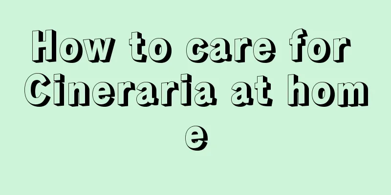 How to care for Cineraria at home