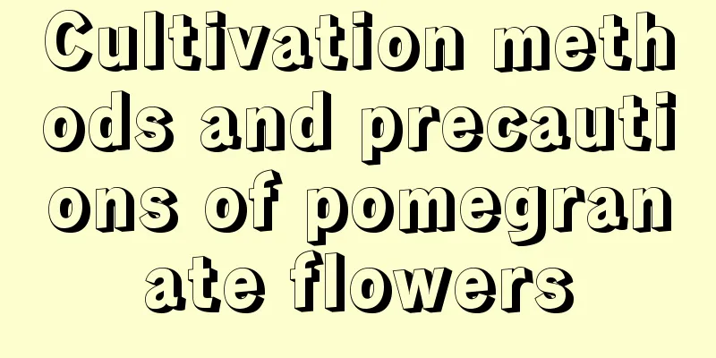 Cultivation methods and precautions of pomegranate flowers