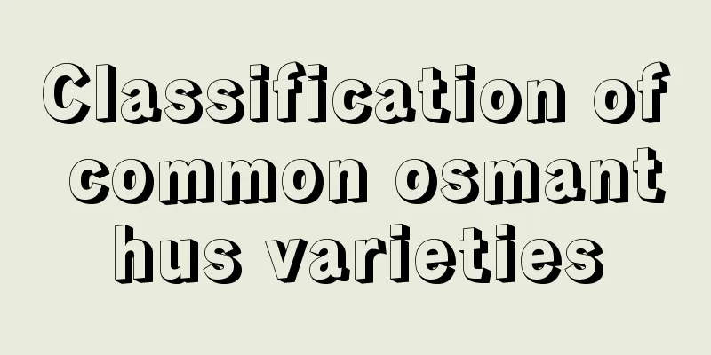 Classification of common osmanthus varieties