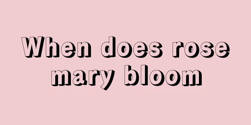 When does rosemary bloom