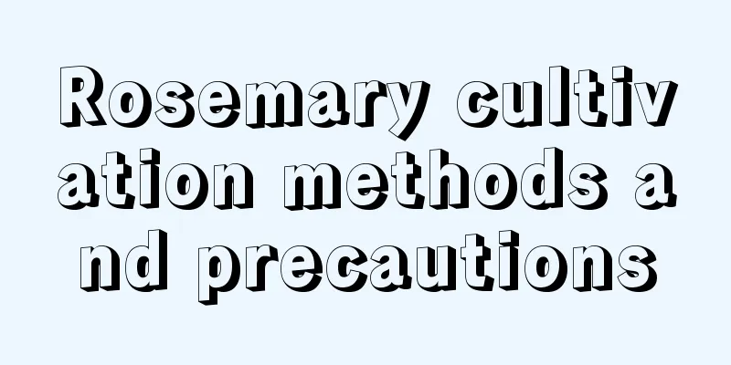 Rosemary cultivation methods and precautions