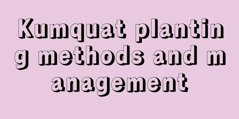 Kumquat planting methods and management