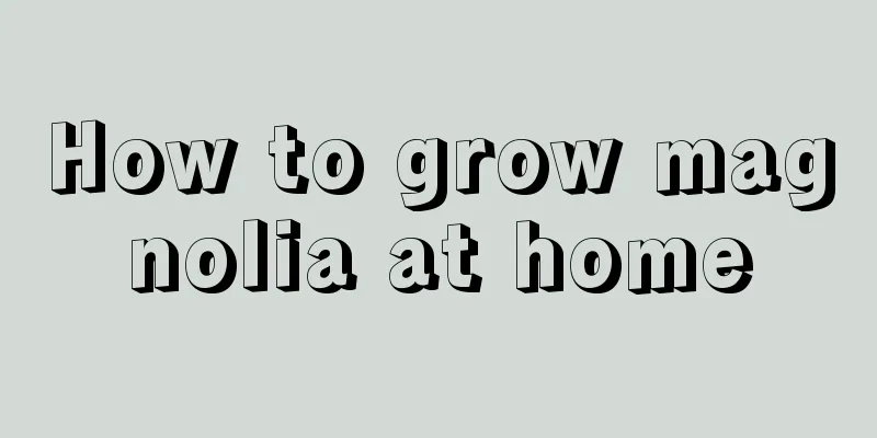 How to grow magnolia at home