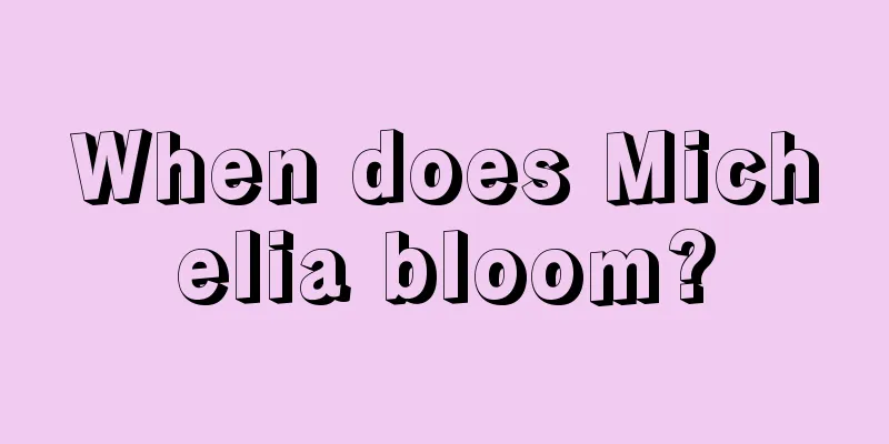 When does Michelia bloom?