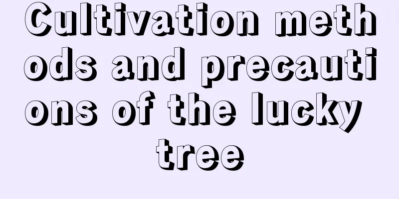 Cultivation methods and precautions of the lucky tree