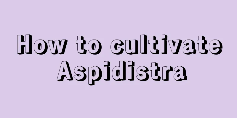 How to cultivate Aspidistra