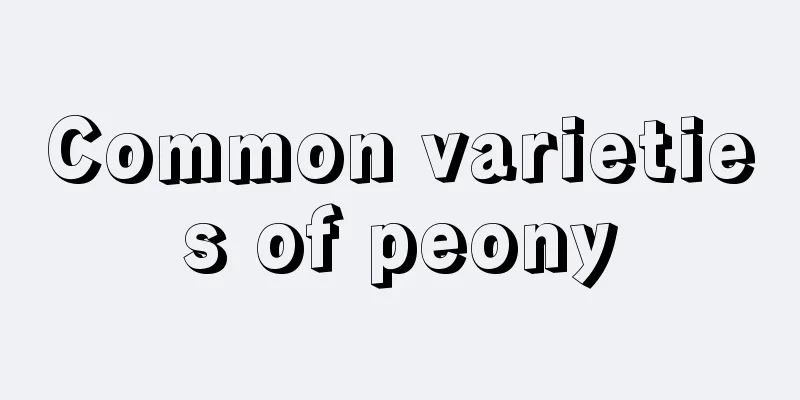 Common varieties of peony