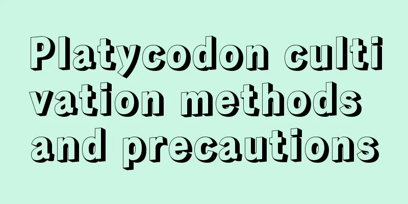 Platycodon cultivation methods and precautions