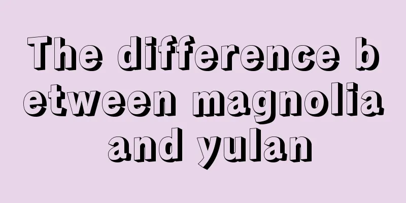 The difference between magnolia and yulan