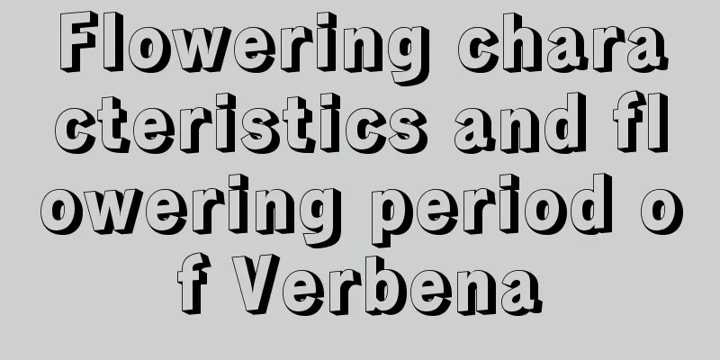 Flowering characteristics and flowering period of Verbena