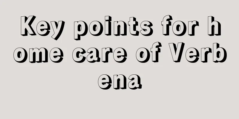 Key points for home care of Verbena