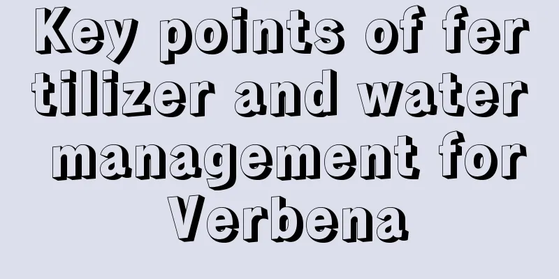 Key points of fertilizer and water management for Verbena