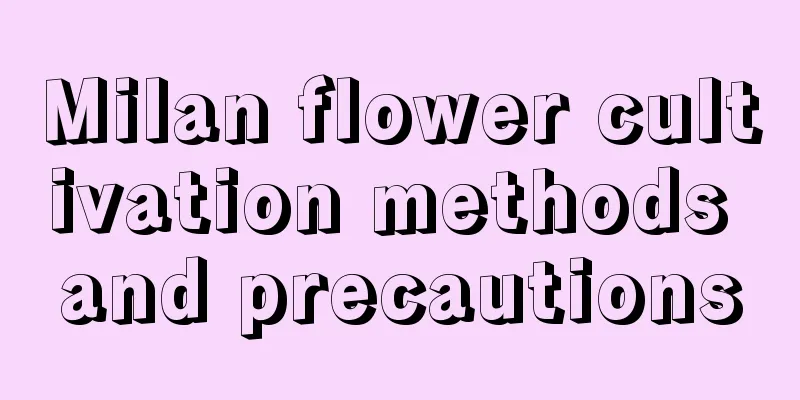 Milan flower cultivation methods and precautions