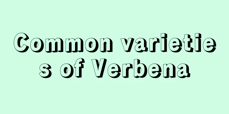 Common varieties of Verbena