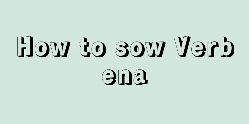 How to sow Verbena