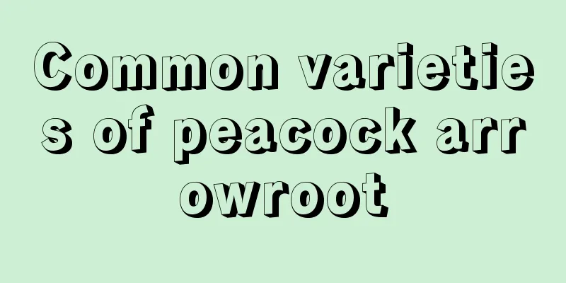 Common varieties of peacock arrowroot