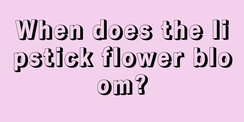 When does the lipstick flower bloom?