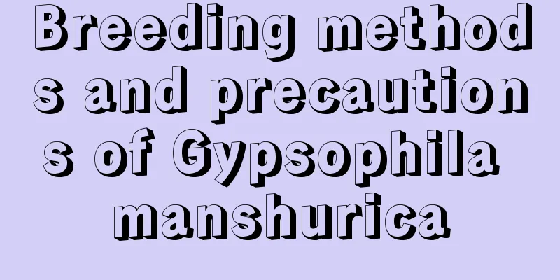 Breeding methods and precautions of Gypsophila manshurica