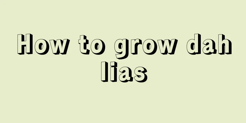 How to grow dahlias