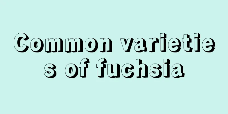 Common varieties of fuchsia