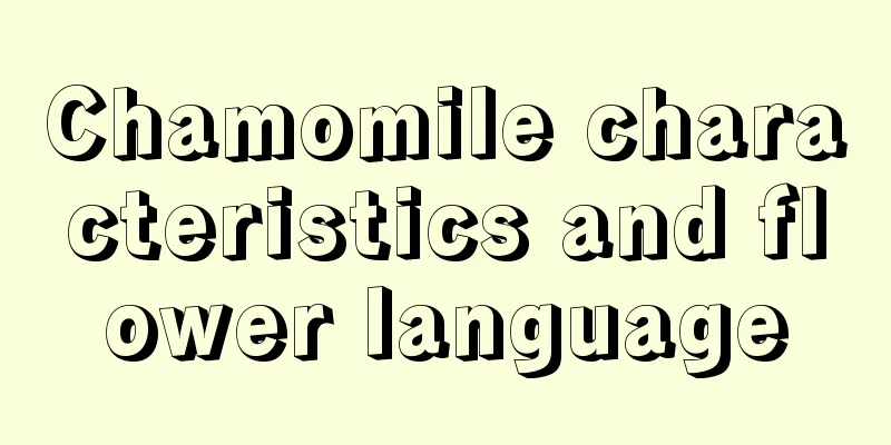 Chamomile characteristics and flower language