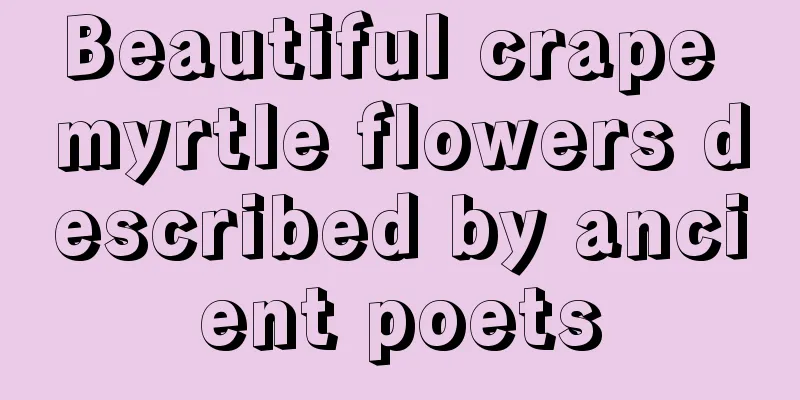 Beautiful crape myrtle flowers described by ancient poets