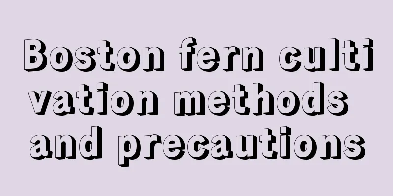 Boston fern cultivation methods and precautions