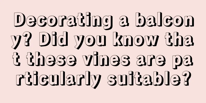 Decorating a balcony? Did you know that these vines are particularly suitable?