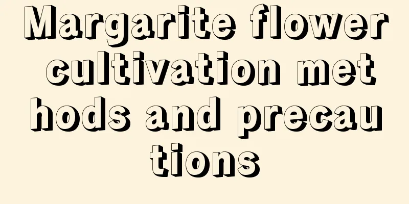 Margarite flower cultivation methods and precautions