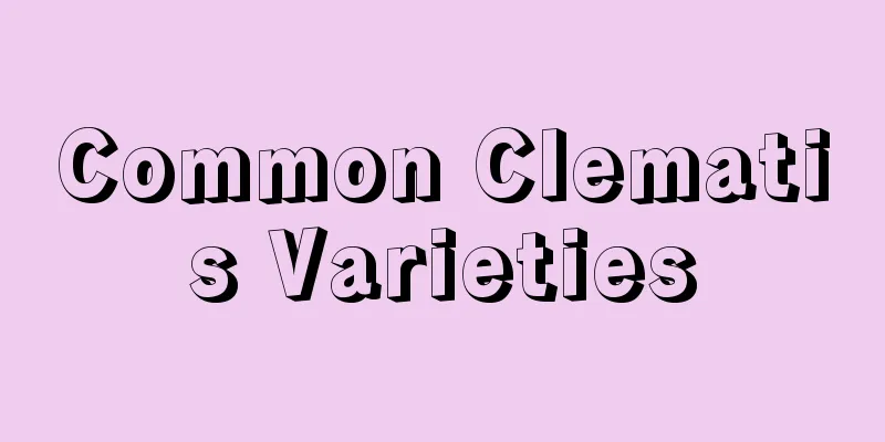 Common Clematis Varieties