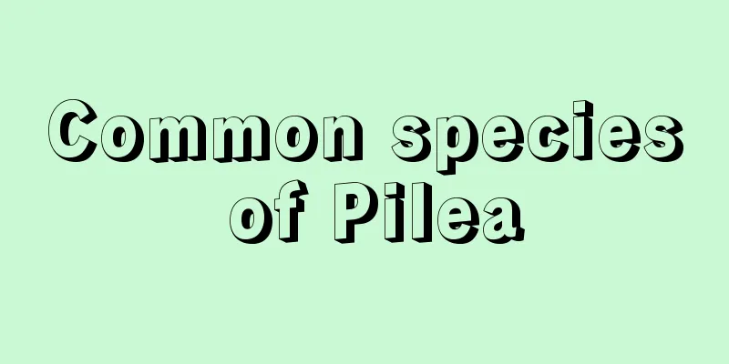 Common species of Pilea