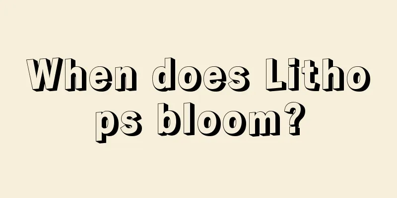 When does Lithops bloom?