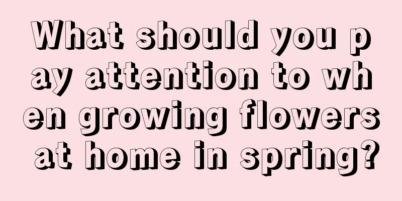 What should you pay attention to when growing flowers at home in spring?