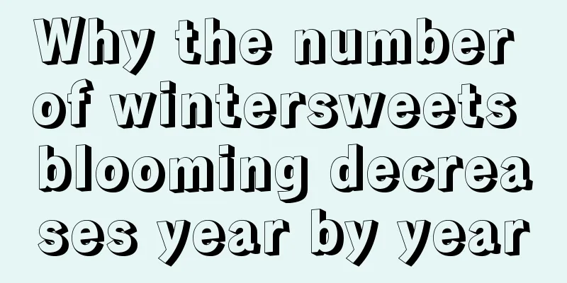 Why the number of wintersweets blooming decreases year by year